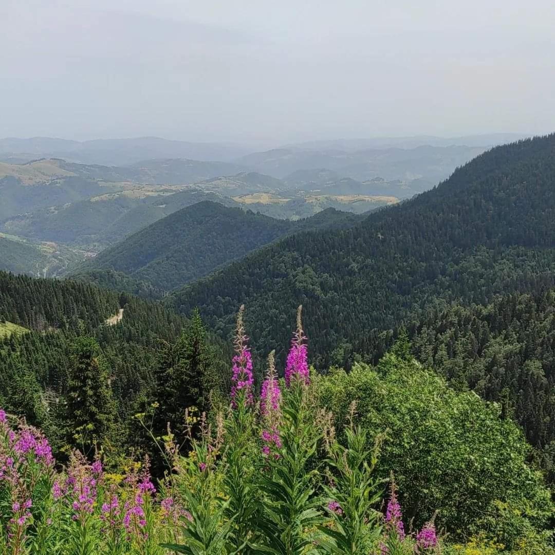 Milmari S30 Leilighet Kopaonik Eksteriør bilde